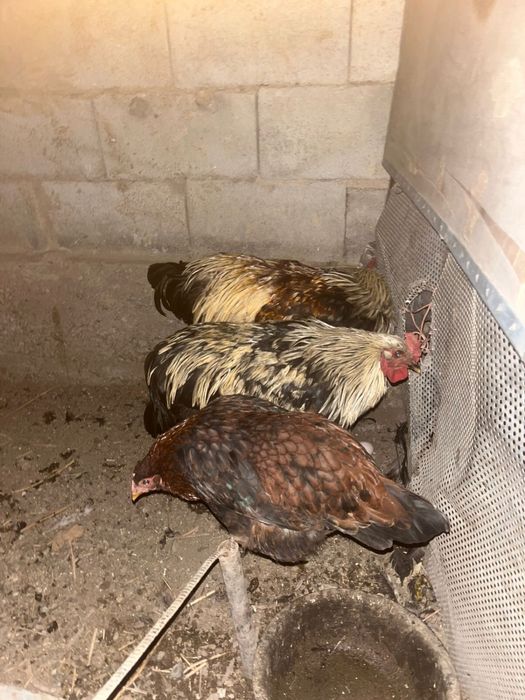 Петух , домашний