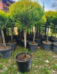 Glob aurea pe tija/  ilex , tuia 3 globuri ofer transport