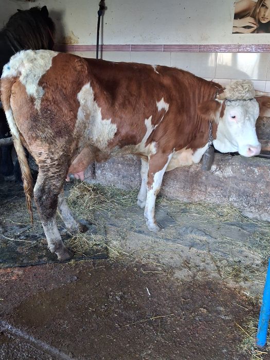 Vand 2  vaci de prăsilă