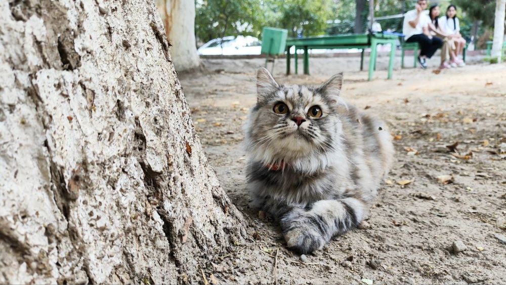 Прекрасная кошечка ищет любящую семью