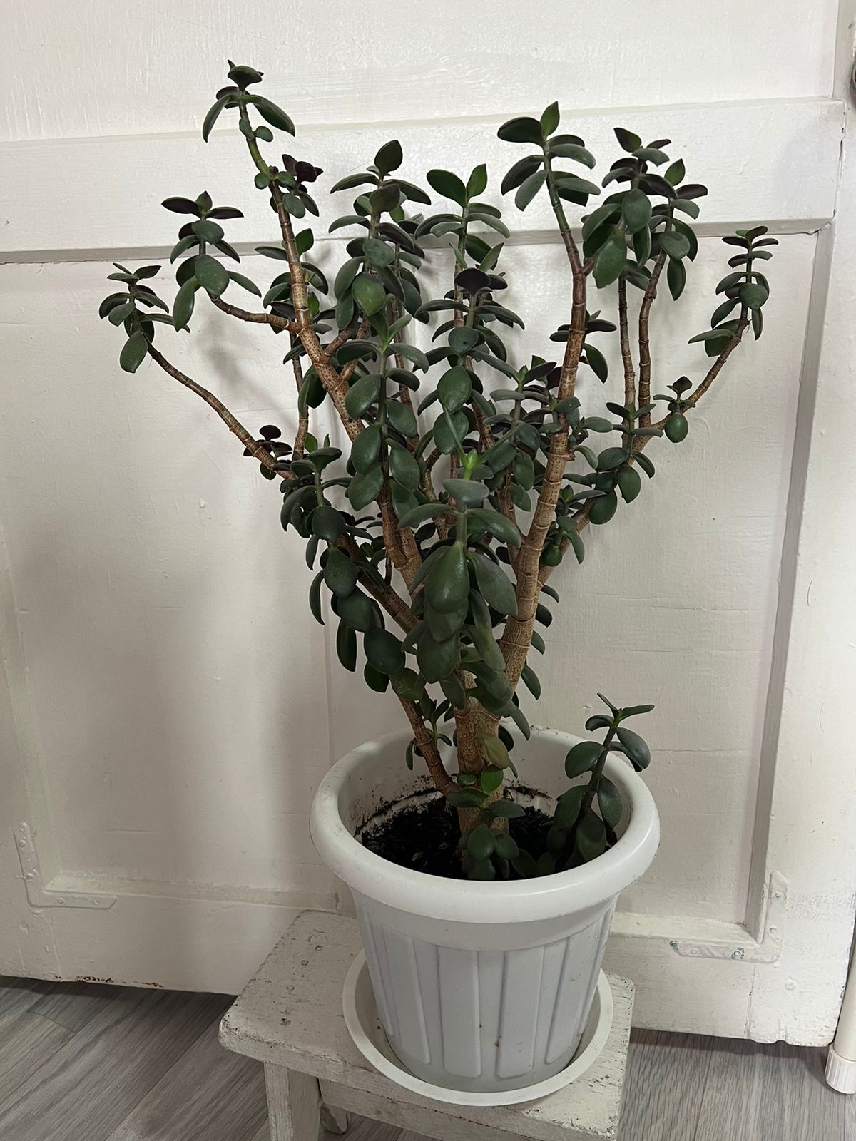 Продам комнатное растение, Денежное, живое дерево (Толстянка). Растени