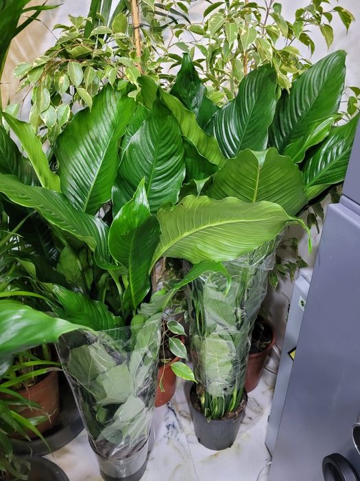 Спатифиллум гигант. Спатифиллум Себастьяно.  Спатифиллум Сенсация.