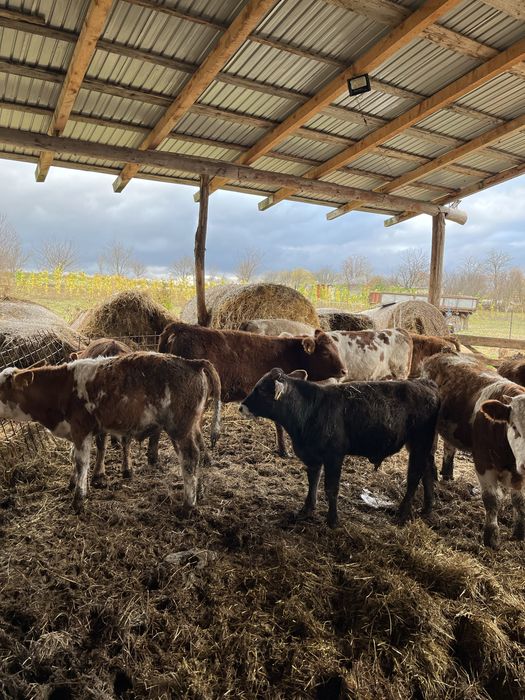 Vand baltate frumoase