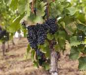 Struguri de vin calitatea 1 prod 2025
