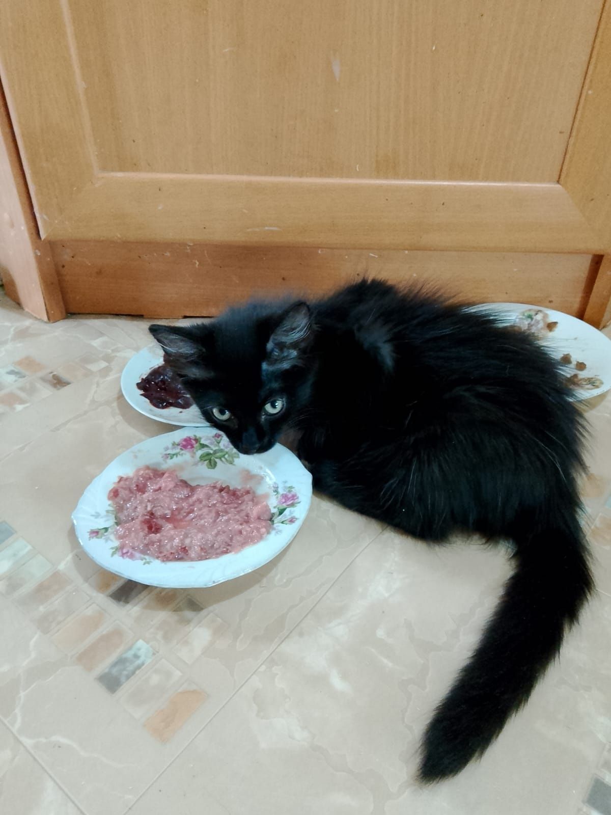 Котенок-девочка ищет любящую семью!