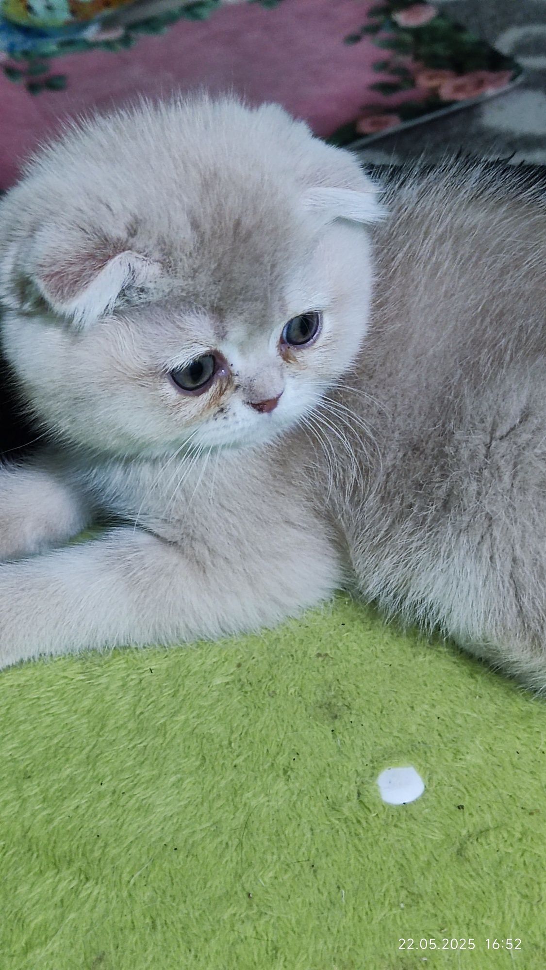 Котёнок скоттиш фолд.