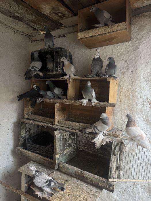 Продам голубей оптом