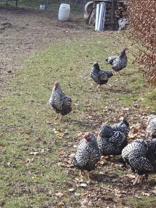 Vand gaini Wyandotte argintiu