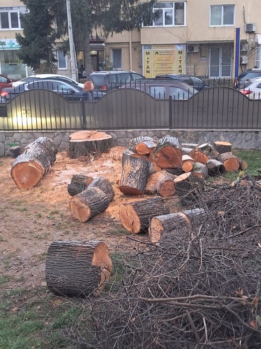 Vand lemn tei 2 m cub