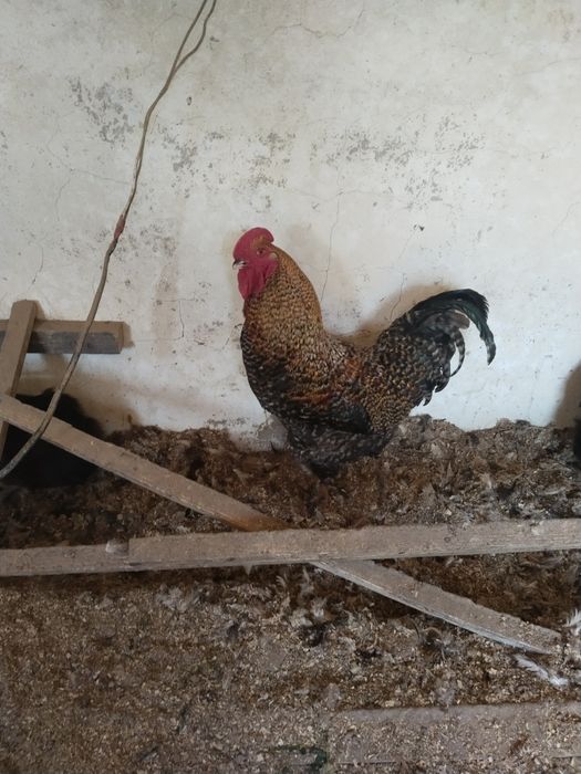 Продам двух годовалых петухов кукушечнй маран