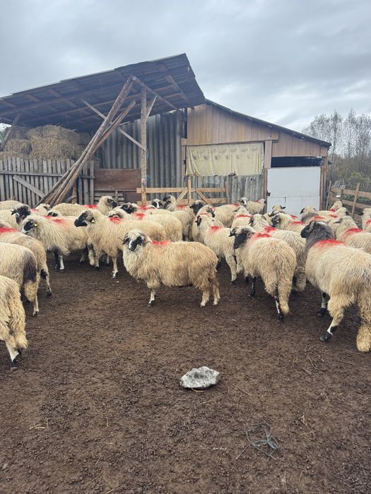 Oi breze miei berbeci