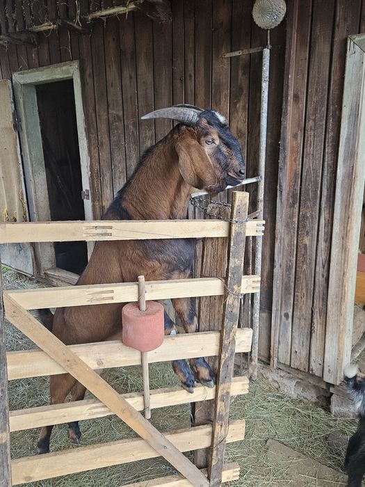 Vând țap Anglo-nubian, vârsta: 1 an