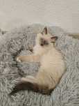 Рагдол/Ragdoll котенце