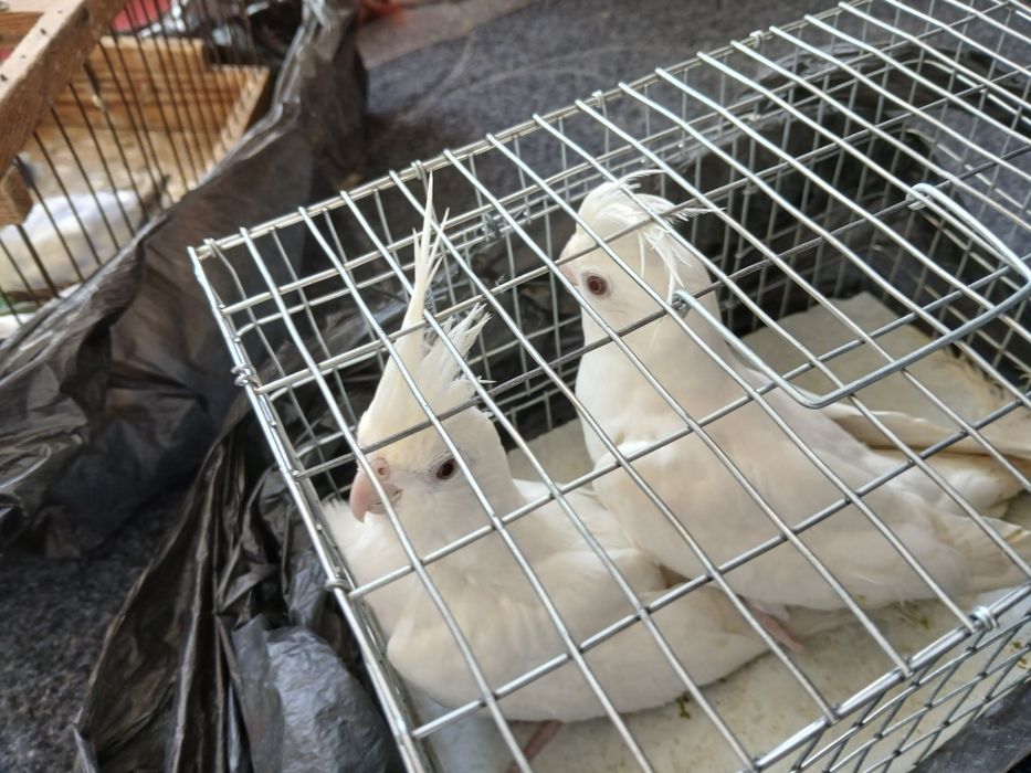 1 juft dubay karella sotiladi narxi 600 ming