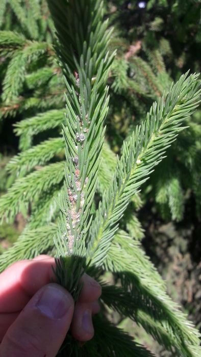 Miere certificată ecologic