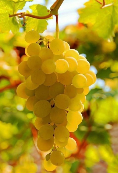 Struguri de vin, diverse soiuri