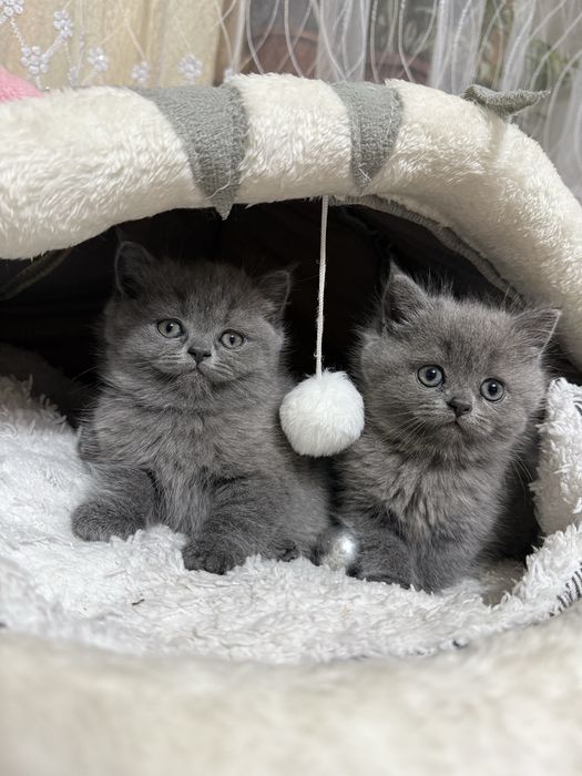 Продаются котята девочки страйты