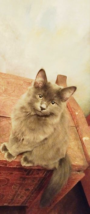 Printesa ANAIS Blue cauta casuta