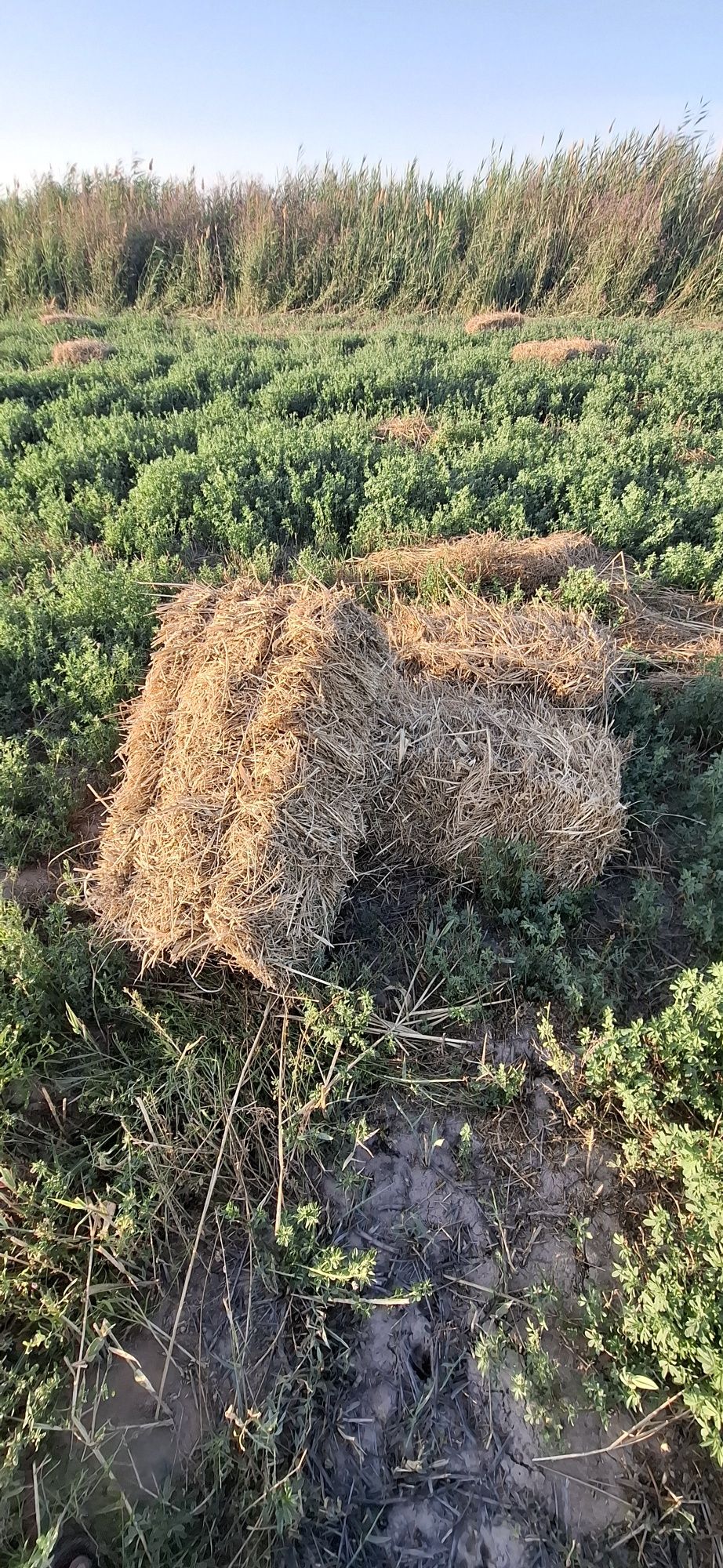 Сфатли беда пресс бор