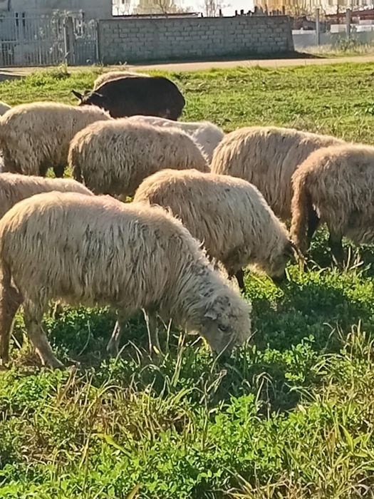 Vand 24 de oi si 10 capre