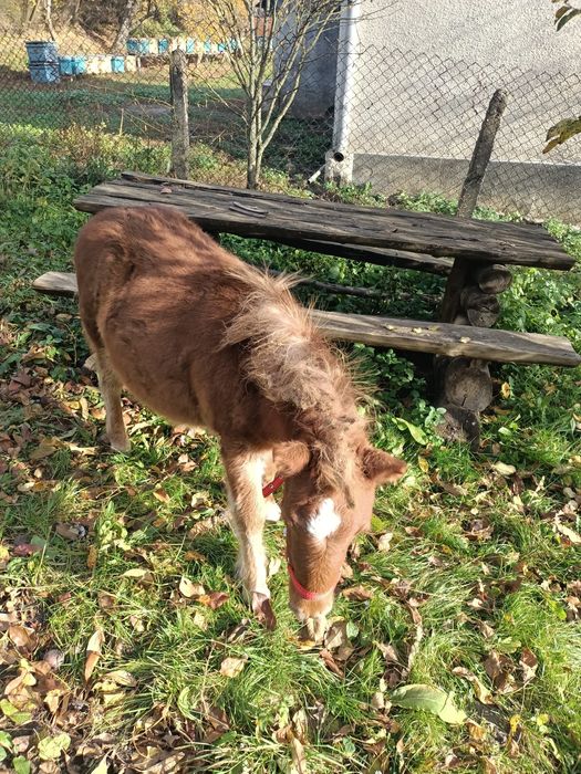 Vând poneită cu vârsta de 8 luni