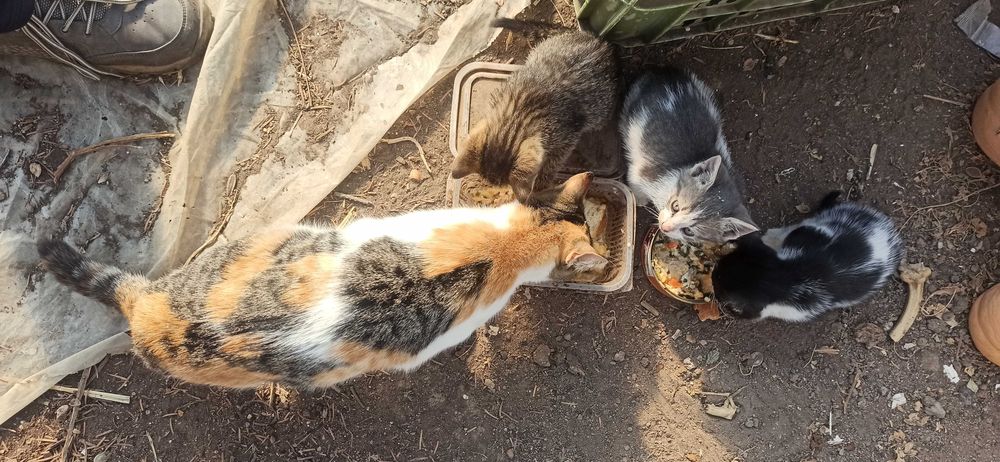 Котенца за грижовни стопани