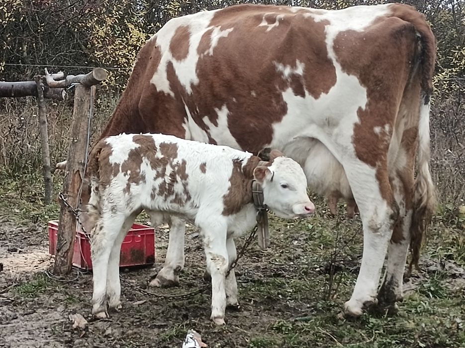 Vînd 3 vaci cu viței fătate recent