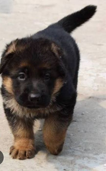 Щенки Немцы чистопородные