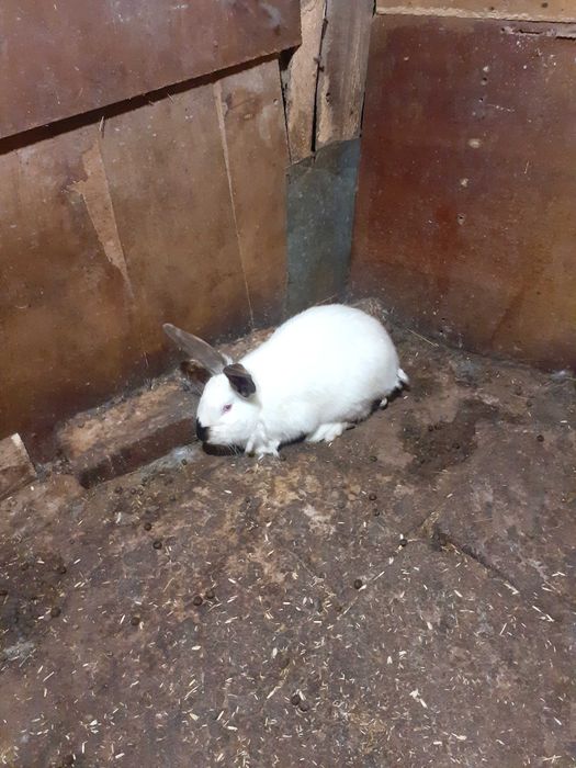 Зайци Чинчил,Калифорнийска