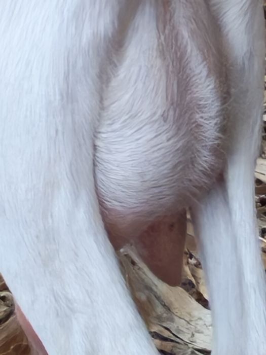 Capre bune de lapte și țap bun pentru montă