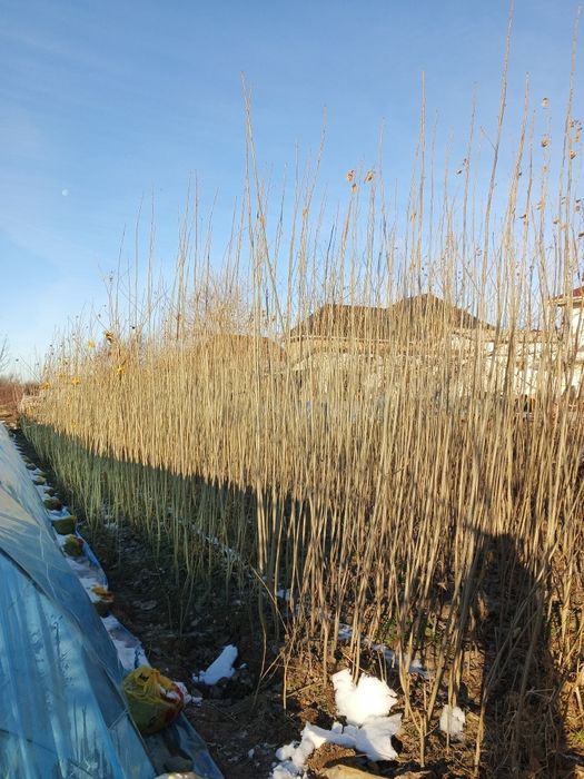 Тополь терек,(Калифория тергегі)