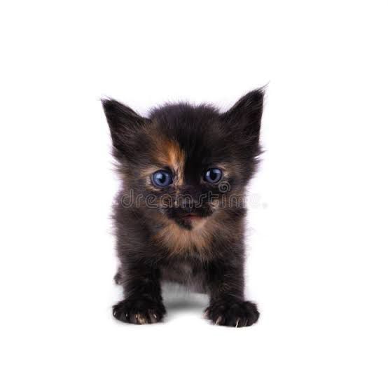 Отдам сироток в добрые руки