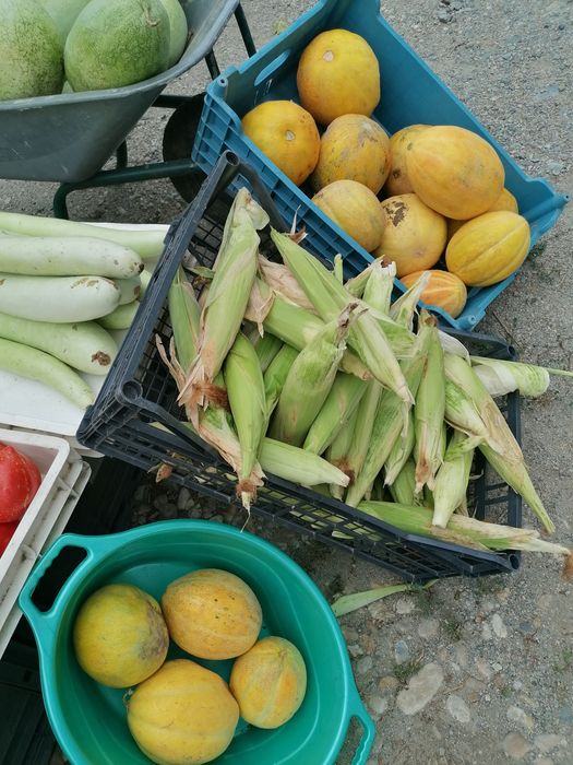 Alimente proaspete cultura Eco