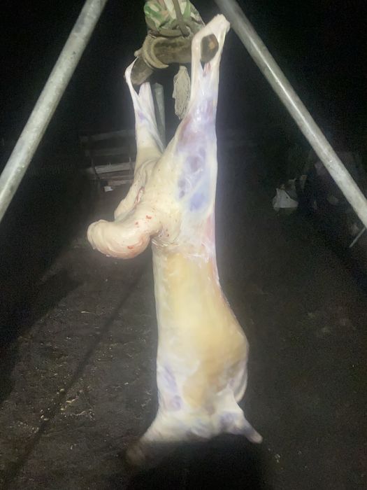 Продам баранину , с откорма , баранина продам