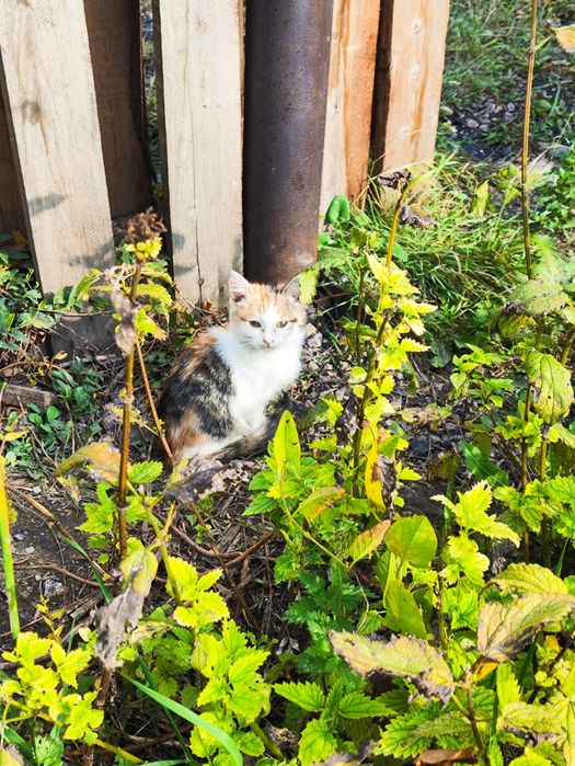 Кошечка в добрые ручки