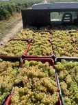 Struguri de vin producator