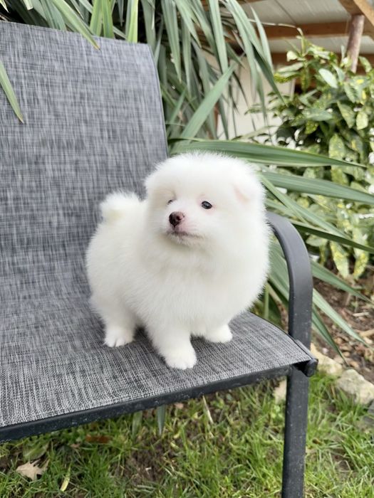 Померан момче със втора ваксина. Померанче