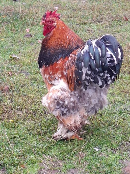 Cocos cochinchina uriaș