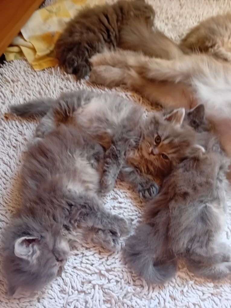 Персийски котки  на два месеца