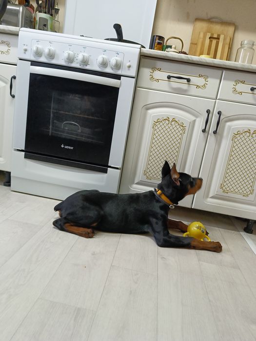 Пристраивается щенок добермана