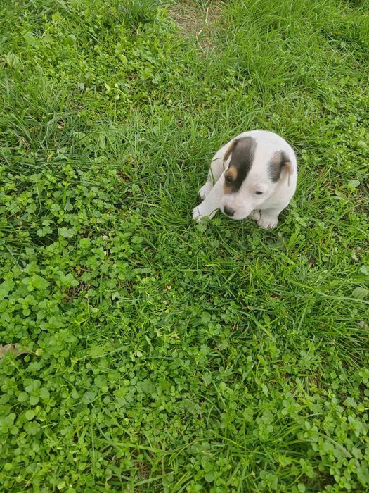 Продавам Джак Ръсел териер