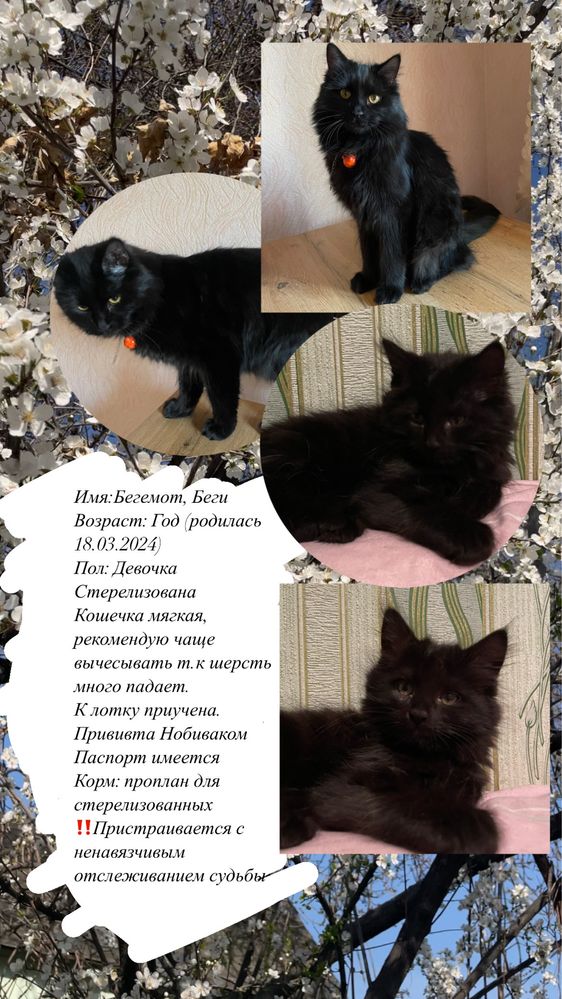 Кошка стерелизованная