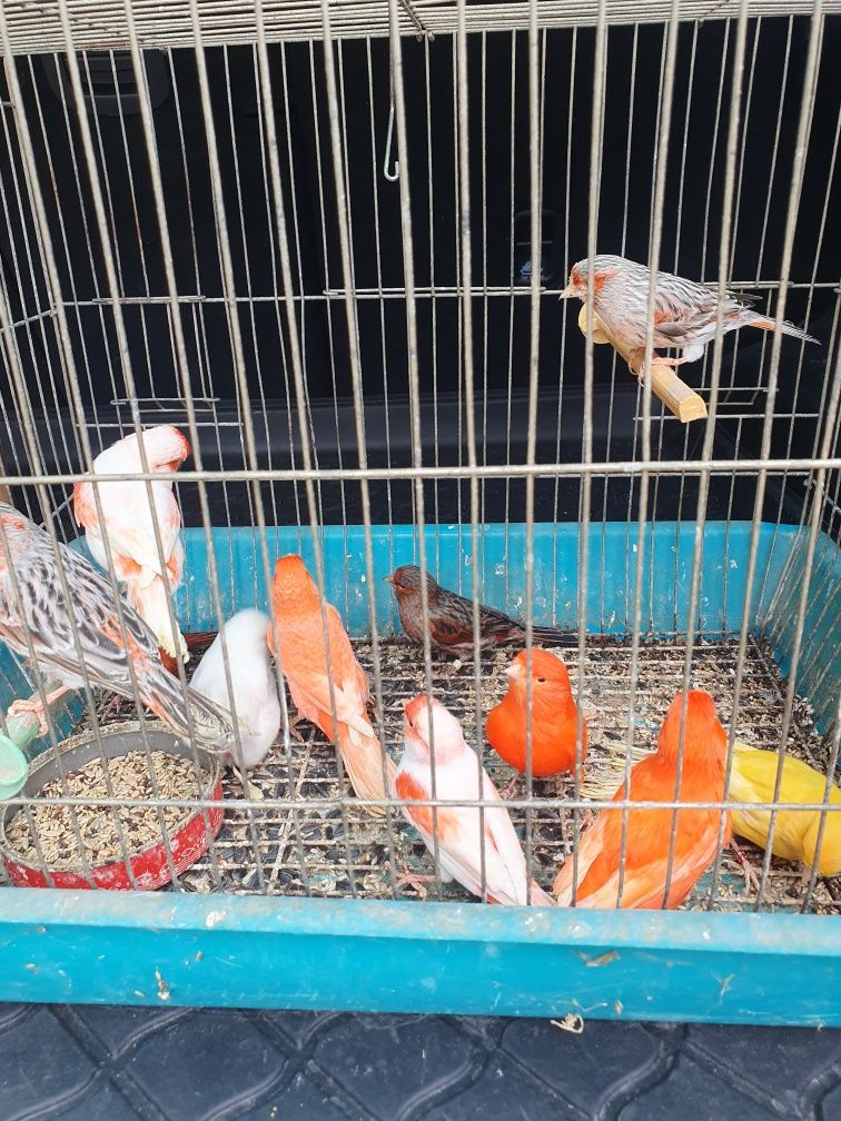 Продавам канарчета
