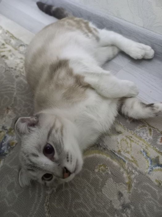 зотдор мушикча сотилади