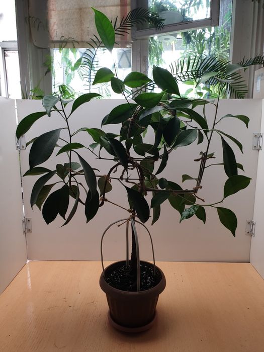 Фикус. Вечнозелёное Комнатное растение.