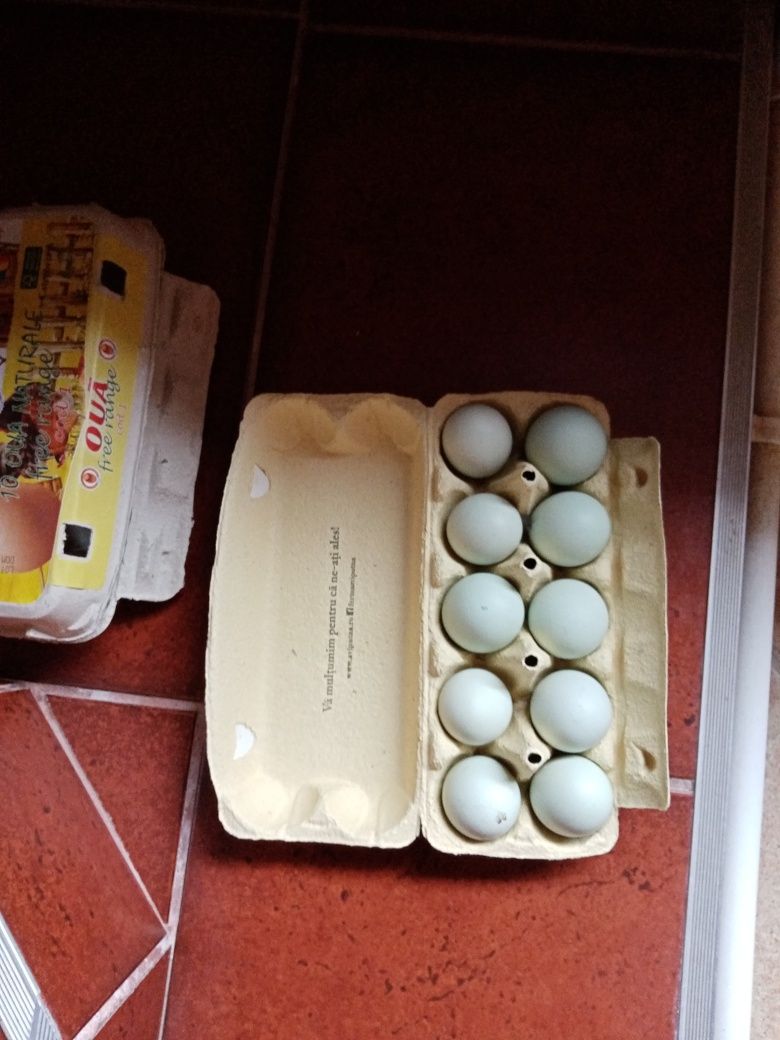 Oua găini araucana potarnichiu salbatic