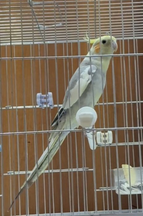 Korella 7 oyli. Zapisda turgan GAPIRADI.