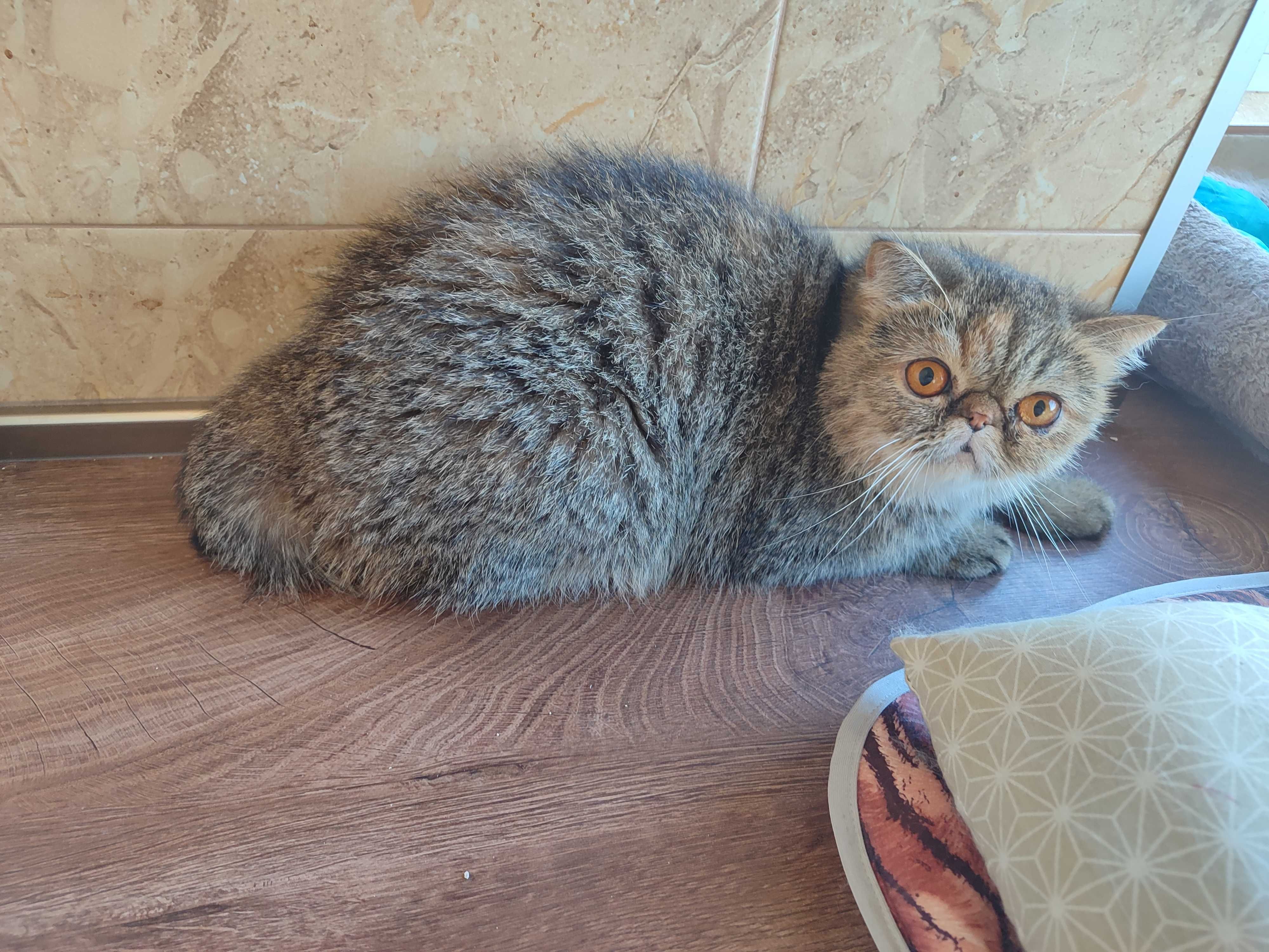 Женска екзотична котка на 2 години.
