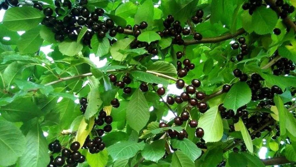 Nuci altoiti certificati/KAKi.Rodiu.smochin.Ciresi/Livrare in tara