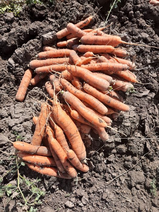 Morcov patrunjel pastarnac ceapa gogosar capia gras